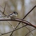 Long-tailed tit 20-01-15 by barrowlane