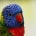 Lory by leonbuys83
