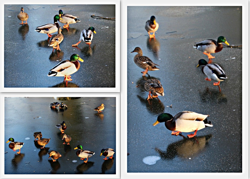 Ducks Dancing on Ice by oldjosh