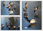 20th Jan 2015 - Ducks Dancing on Ice