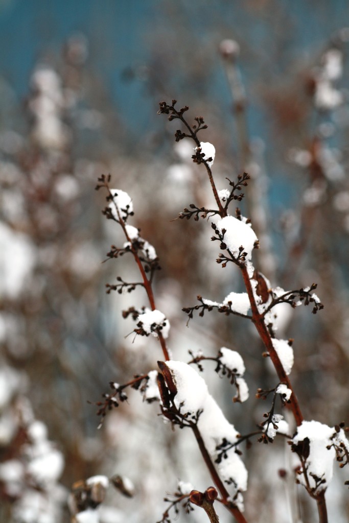 Snowy Lilac by sarahlh