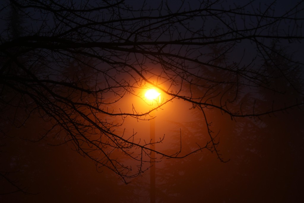 Fog Light  by nanderson