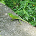 green lizard by ianjb21
