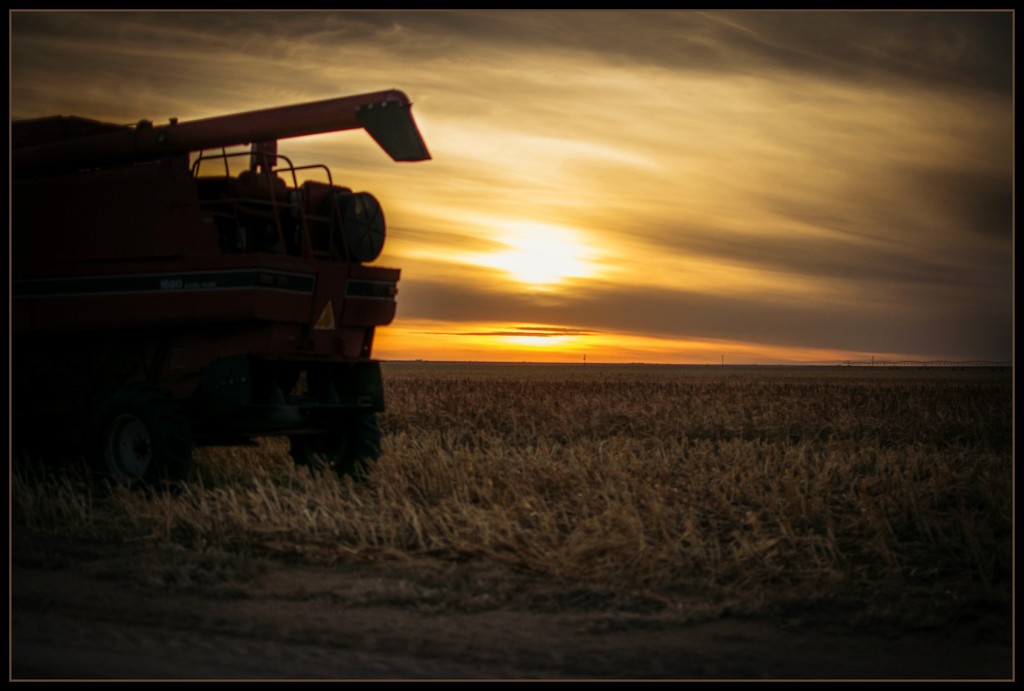 Long Past Harvest by ckwiseman