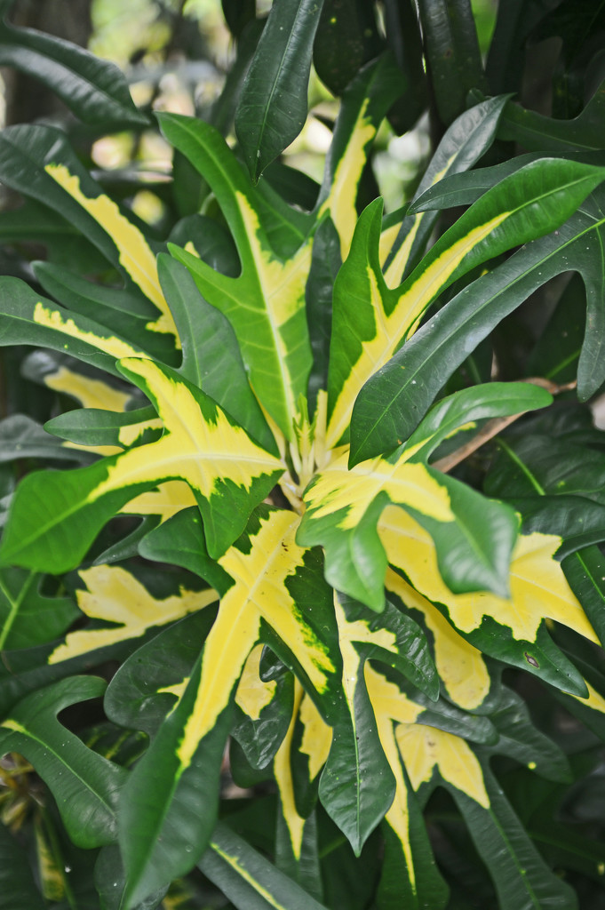 variegated jungle plant by ianjb21