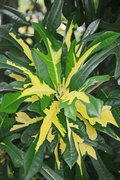 15th Jan 2015 - variegated jungle plant