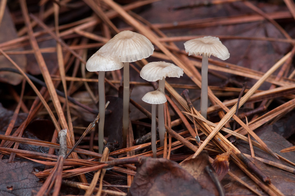 Tiny Toadstools_2148 by rontu