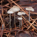 Tiny Toadstools_2148 by rontu