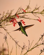 20th Jan 2015 - Hummingbird