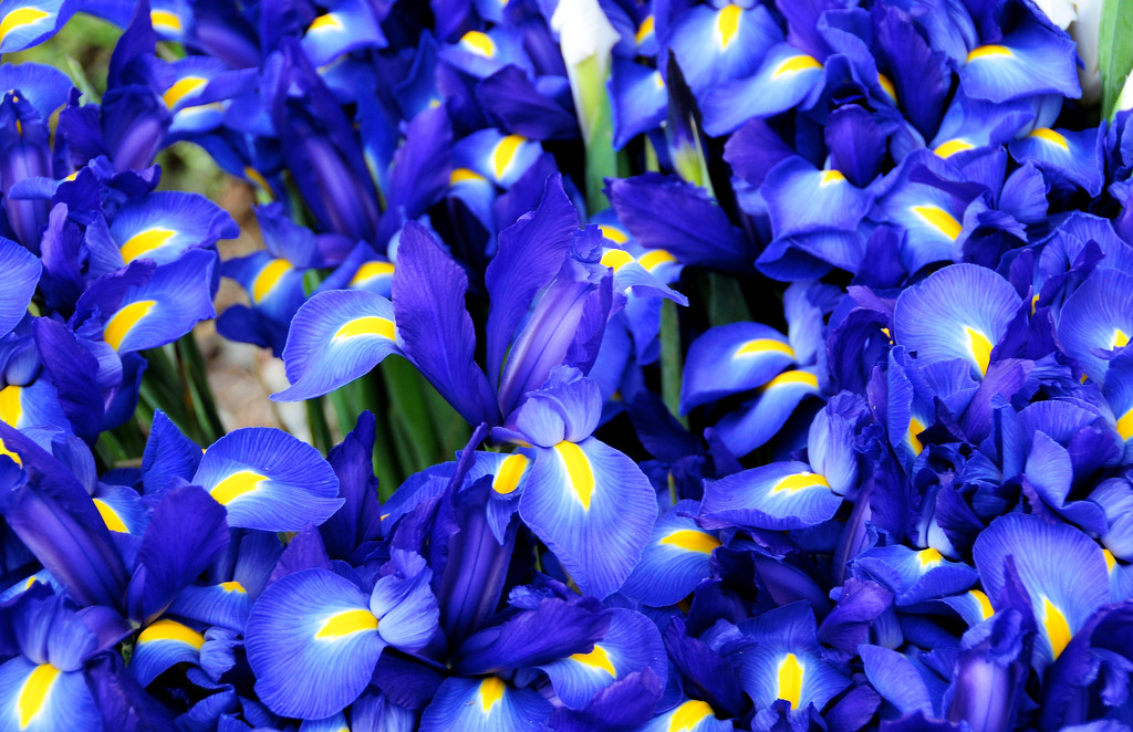 Irises by epcello