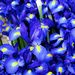 Irises by epcello