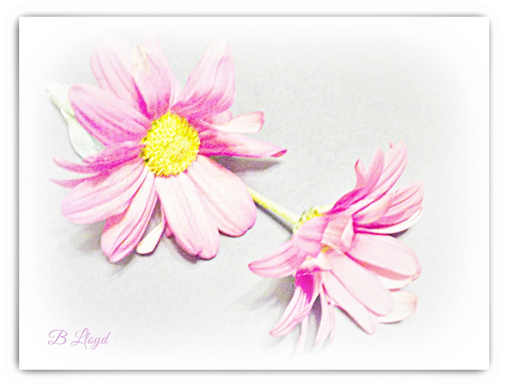 Daisy , daisy  ! by beryl