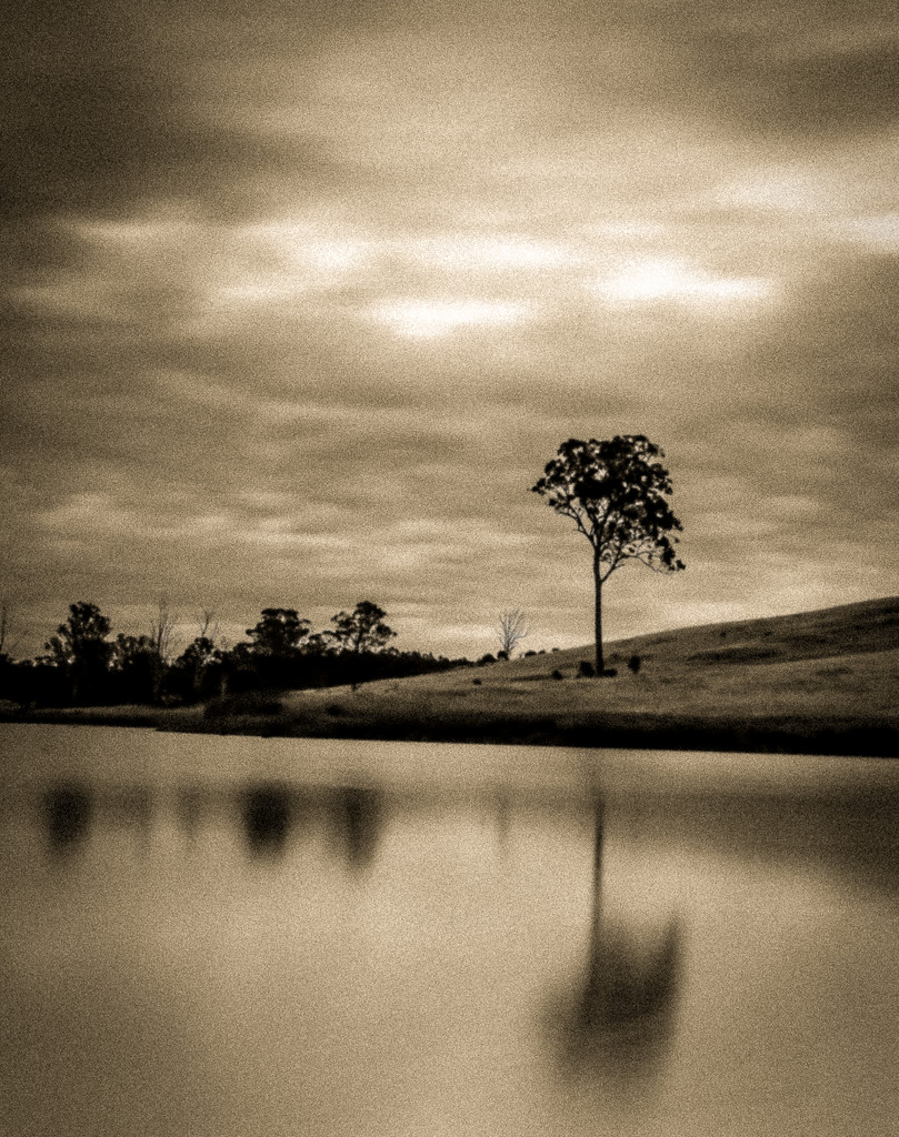 Lone Tree by abhijit