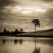 Lone Tree by abhijit