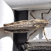 Grasshopper by philbacon