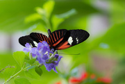 21st Jan 2015 - flower butterfly