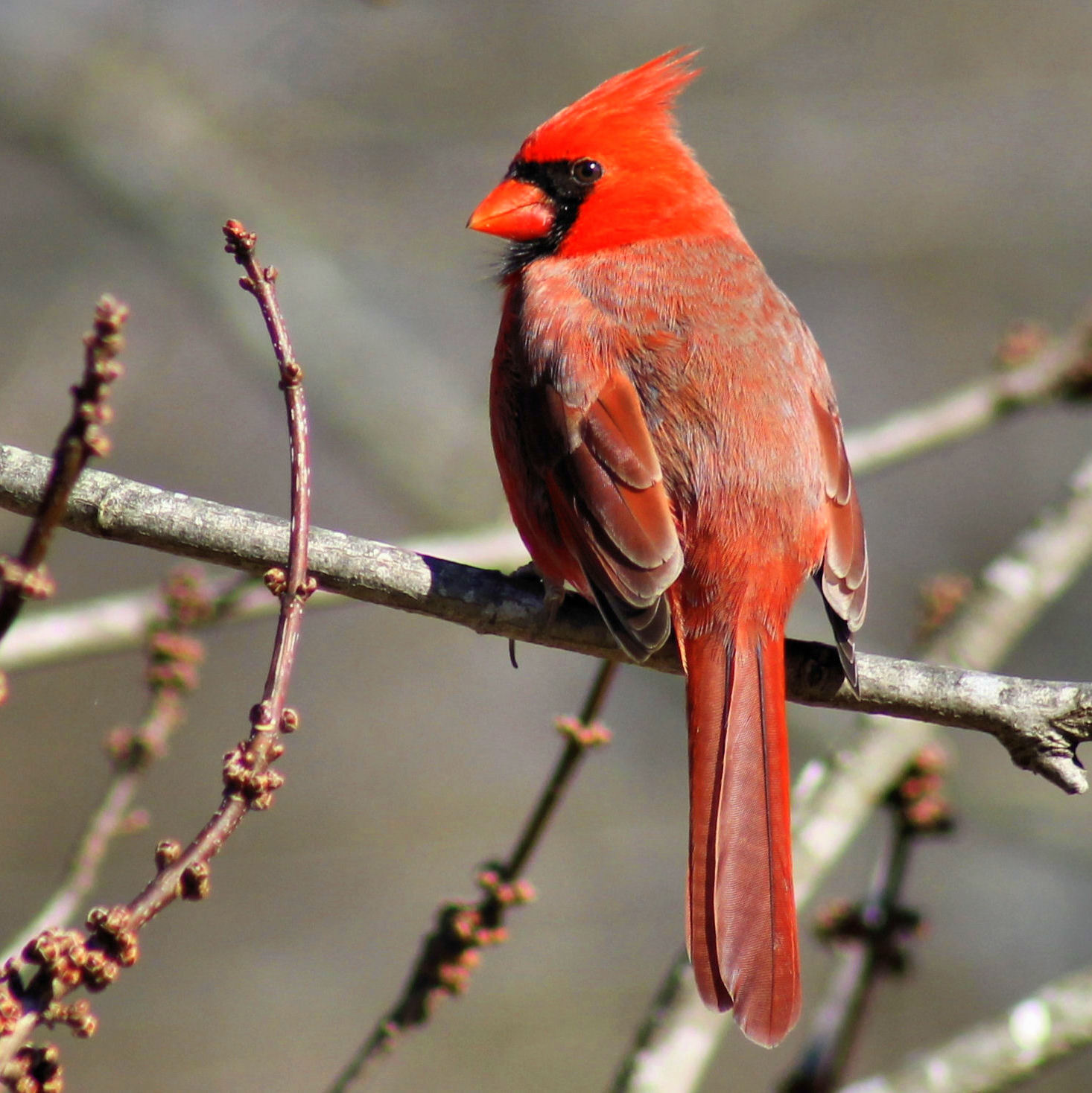 Red feathers by Carolyn White · 365 Project