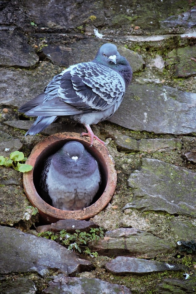 Pigeon pair by swillinbillyflynn