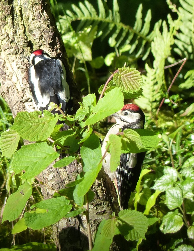 Greater Spotted Woodpeckers by susiemc