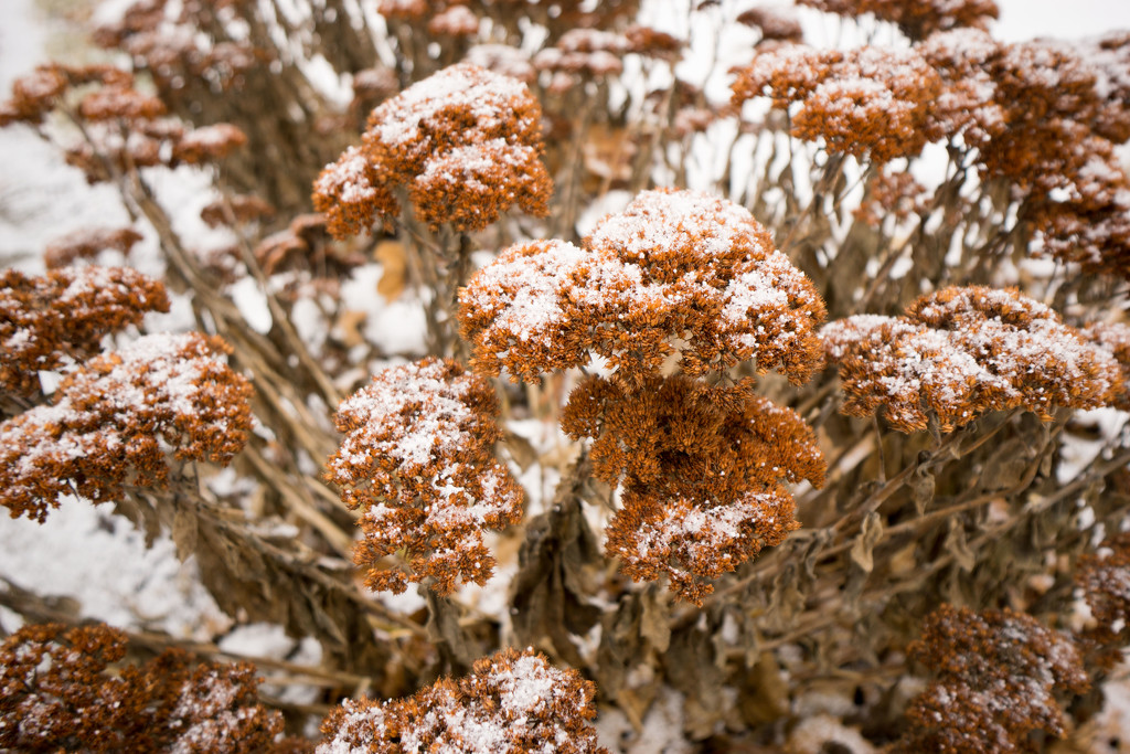 Snowy Flowers  by rminer
