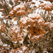 Snowy Flowers  by rminer