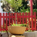 2015 01 21 Red Fence by kwiksilver