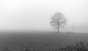 21st Jan 2015 - A Year of Days: Day 21 - A misty grey day