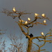 Cormorant And Gulls On A Tree by snoopybooboo