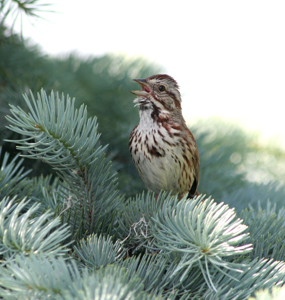 Song Sparrow. by hellie