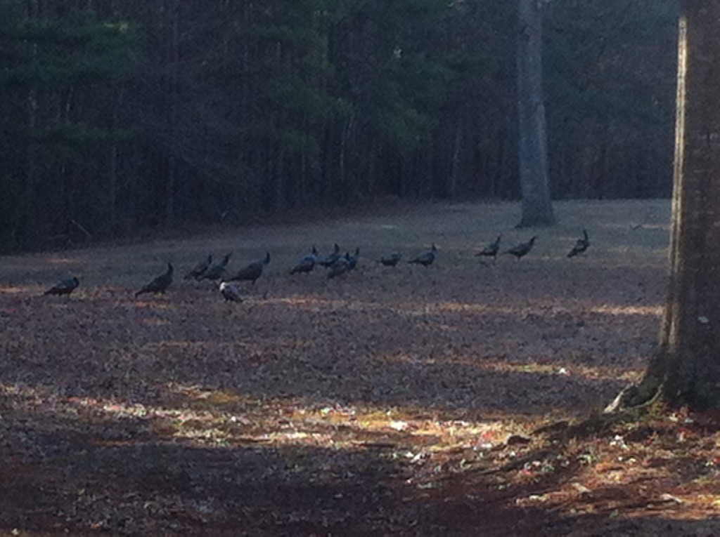 Turkeys in the field_0386 by rontu