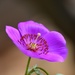 Purple Bloom by mariaostrowski
