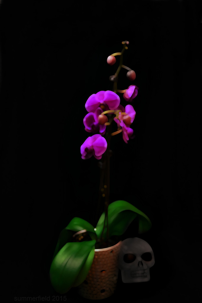 orchid and skull by summerfield