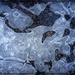 Beauty on Ice by olivetreeann