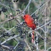 Cardinal Eating Berries by randy23