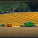 Wheat Harvest.. by julzmaioro