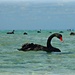 Another Black Swan by leestevo