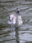 22nd Jan 2015 - Ugly Duckling!