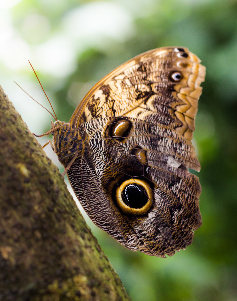 brown butterfly by aecasey