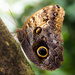 brown butterfly by aecasey