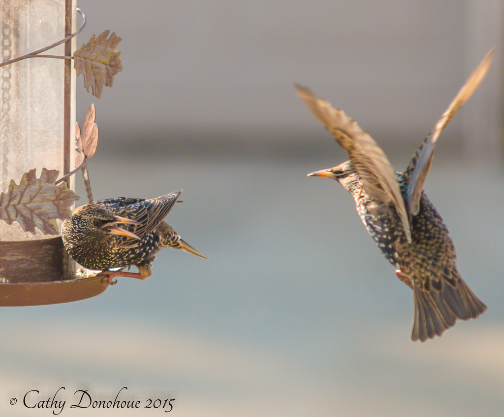 Bickering Starlings by cdonohoue