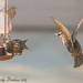 Bickering Starlings by cdonohoue