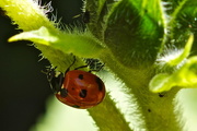 22nd Jan 2015 - HUNTING APHIDS