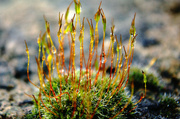 23rd Jan 2015 - Glistening moss