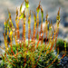 Glistening moss by ziggy77