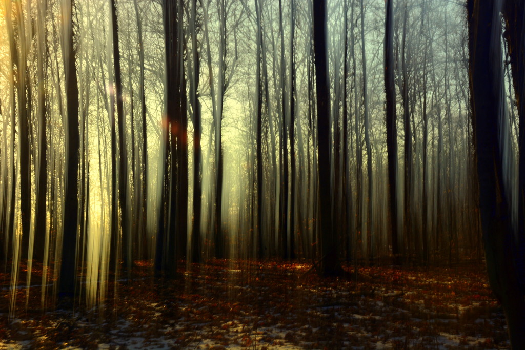 Enchanted Woods by jayberg