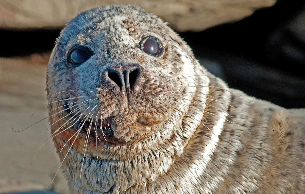 Harbor Seal by dianen