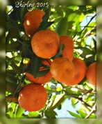 20th Jan 2015 - Florida oranges