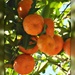 Florida oranges by mjmaven
