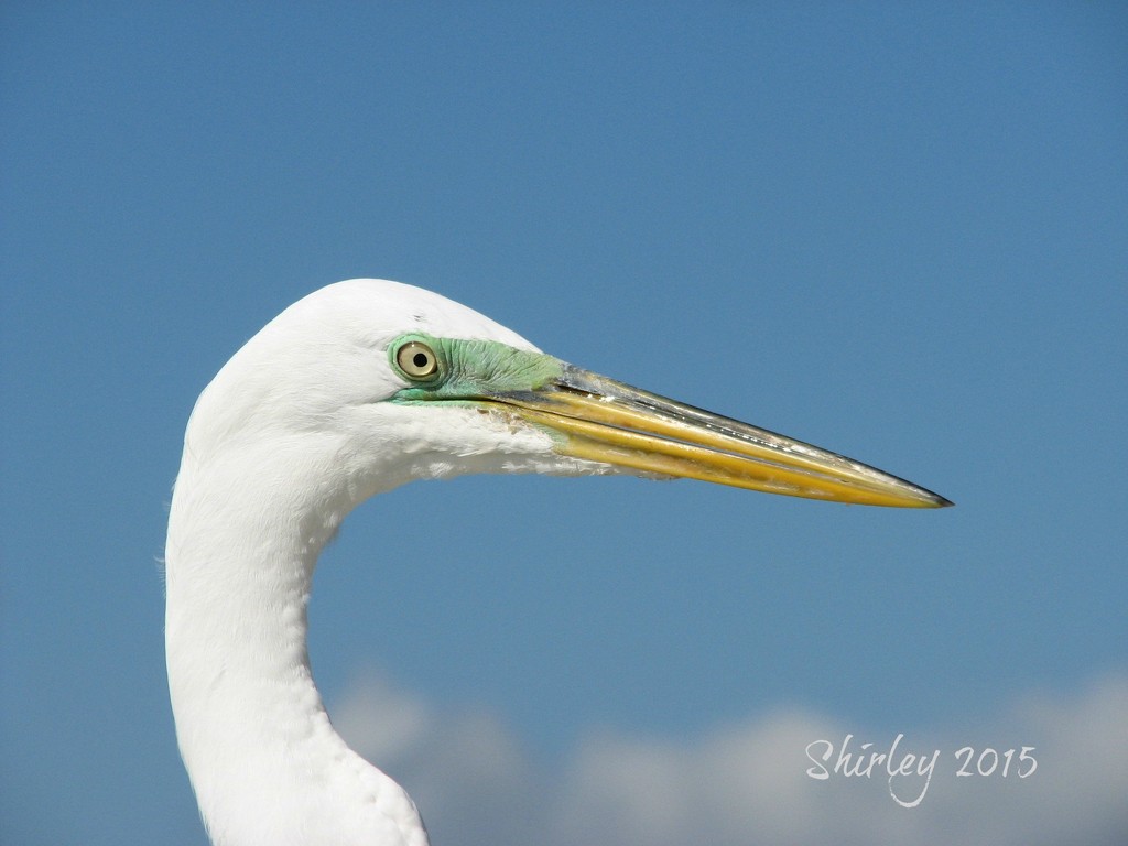 Great Egret by mjmaven