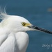 Snowy Egret by mjmaven